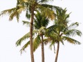 coconut5