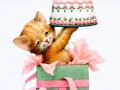 котик с тортом 4