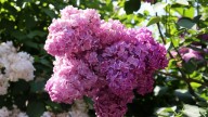 IMG_9787 копия