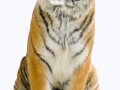 tigr