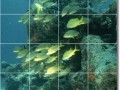 underwater_photo_ceramic_tile_mural_id_45081_4x6_zpsae105da9[1]