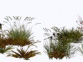 GRASS_112