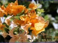 timer_orange_flower00010