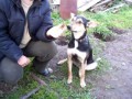 Говорящая собака Груша