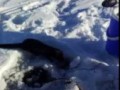 Поход Норки за рыбой
