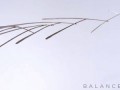 Баланс