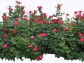 klipartz.com (16)