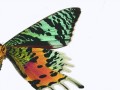 butterfly-mesh-max-2