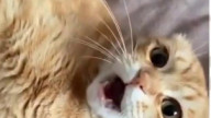 give this meow meow his Oscar