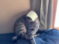 Кот сломался