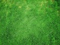 depositphotos_50211439-stock-photo-green-grass-background-top-view