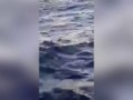 Ромуальдо Маседо Родригес