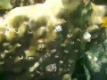 Christmas tree worm (Spirobranchus giganteus)