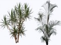 palm_tree_2