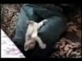 Колибри FUNNY#3 Funny Cats Compilation