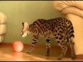 Домашний Сервал питомника L'UNICORNE (TV Москва Доверие)