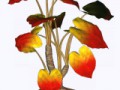 _rasteniya_yapfiles.ru