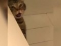 Dog fart cat puke