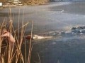 спасли