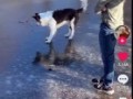 Как собака на льду!