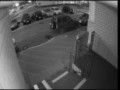Жестокое убийство кота в Краснодаре