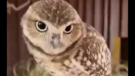 Совы следят за вами