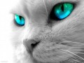 котик