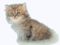 gatito_by_luisbc-d5znqt6