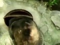 Енот