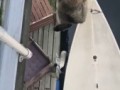 млщные когти