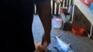 Cat vs Fish