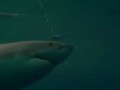 Bite of the Great White! (Shark Week remix)
