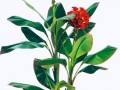 _malenkii_yapfiles.ru