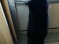 Кот