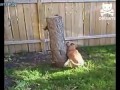 Собака против белки.