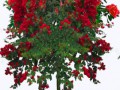 mel-scr-flower13