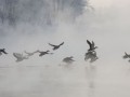 7 Птицы