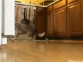 Собака залетела