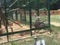 Monkey Throwing Shit