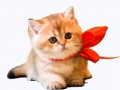 little_cat_ii_by_luisbc-d5xoefa