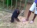 Арабы спаивают маленького шимпанзе