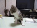 Fungif_10 (1)1111
