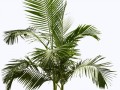queen-palm-png-5_199