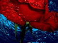 orig (8)
