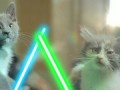 Jedi Kittens