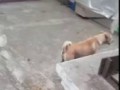 Mama Dog Begs, Brings Food Back to Pups