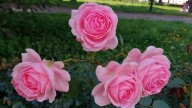 20260729_140208 копия