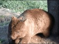-живность-вомбат-попец-чешется-3109826