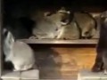 Вася выдыхай