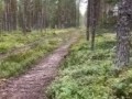 Охотничья собака.